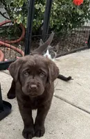 Bella, a  Labrador Retriever for sale in Valley Center, CA – Photo 6 of 9