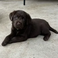 Bella, a  Labrador Retriever for sale in Valley Center, CA – Photo 3 of 9