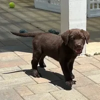 Bella, a  Labrador Retriever for sale in Valley Center, CA – Photo 8 of 9