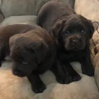 Bella, a  Labrador Retriever for sale in Valley Center, CA – Photo 5 of 9