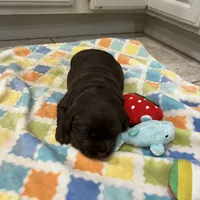 Bella, a  Labrador Retriever for sale in Valley Center, CA – Photo 2 of 9