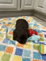 Bella, a  Labrador Retriever for sale in Valley Center, CA – Photo 2 of 9