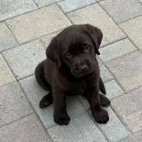 Bella, a  Labrador Retriever for sale in Valley Center, CA – Photo 9 of 9