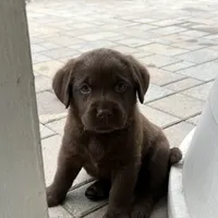 Bella, a  Labrador Retriever for sale in Valley Center, CA – Photo 4 of 9