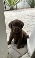 Bella, a  Labrador Retriever for sale in Valley Center, CA – Photo 4 of 9