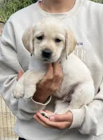 Ranger, a male Labrador Retriever for sale in Valley Center, CA – 5 of 5