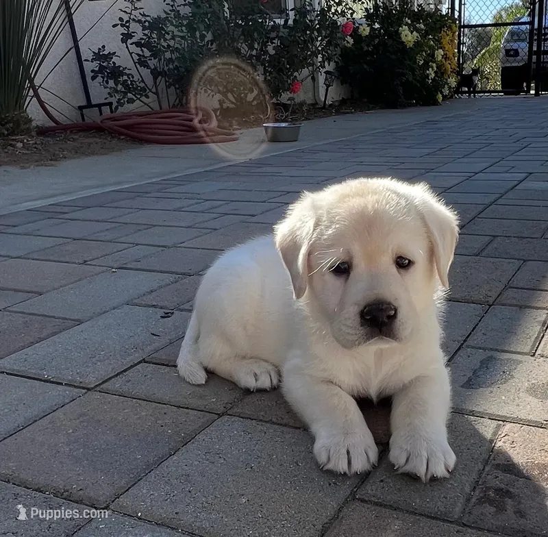 Copper – Labrador Retriever puppy for sale in Valley Center, CA