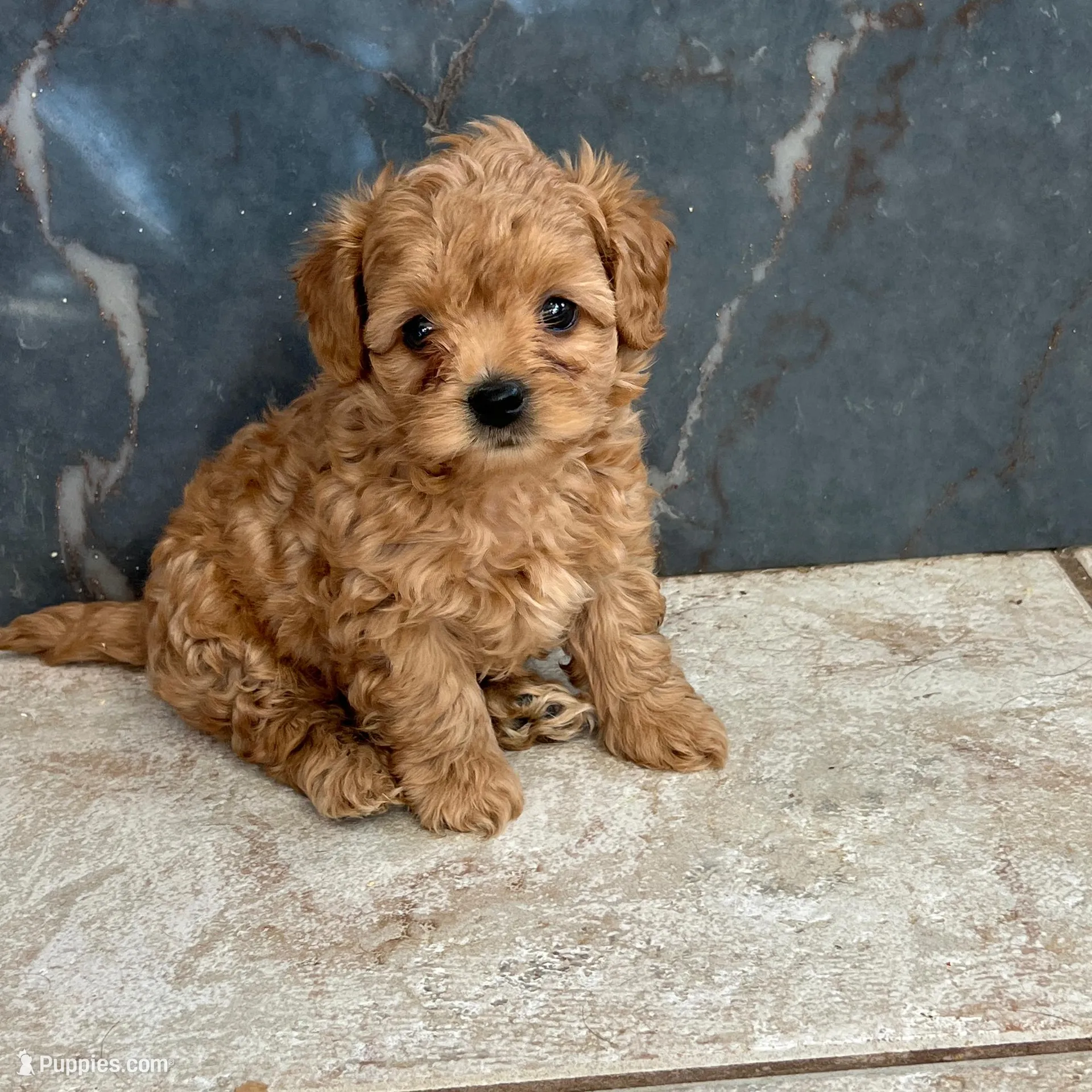 Teddy, a male Miniature Labradoodle for sale in Valley Center, CA – Photo 1 of 3