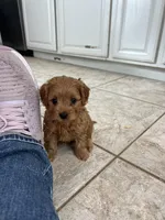 Teddy, a male Miniature Labradoodle for sale in Valley Center, CA – Photo 2 of 3
