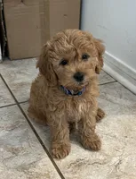 Teddy, a male Miniature Labradoodle for sale in Valley Center, CA – Photo 3 of 3