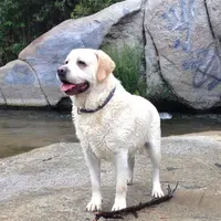 Chanel, a  Labrador Retriever for sale in Valley Center, CA – Photo 6 of 8