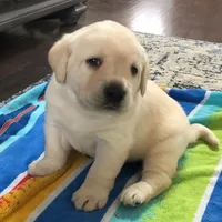 Chanel, a  Labrador Retriever for sale in Valley Center, CA – Photo 2 of 8