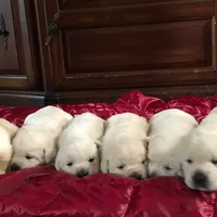Chanel, a  Labrador Retriever for sale in Valley Center, CA – Photo 3 of 8