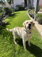 Max, a male Labrador Retriever for sale in Valley Center, CA – 9 of 10