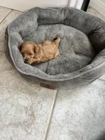 Sweet Pea, a female Maltipoo for sale in Valley Center, CA – 2 of 3