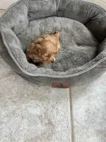 Sweet Pea, a female Maltipoo for sale in Valley Center, CA – 3 of 3
