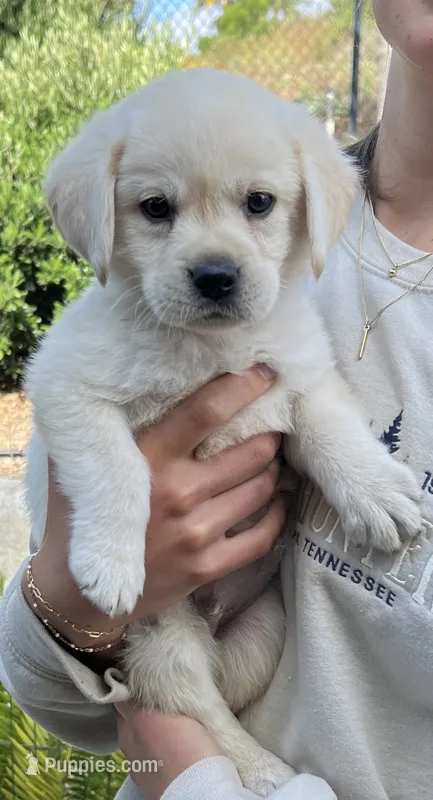 Harley – Labrador Retriever puppy for sale in Valley Center, CA
