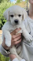 Harley, a male Labrador Retriever for sale in Valley Center, CA – 1 of 10