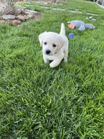 Harley, a male Labrador Retriever for sale in Valley Center, CA – 5 of 9