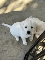 Harley , a  Labrador Retriever for sale in Valley Center, CA – 10 of 10