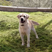 Copper, a male Labrador Retriever for sale in Valley Center, CA – 4 of 8