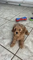 Rex, a male Miniature Labradoodle for sale in Valley Center, CA – 3 of 7