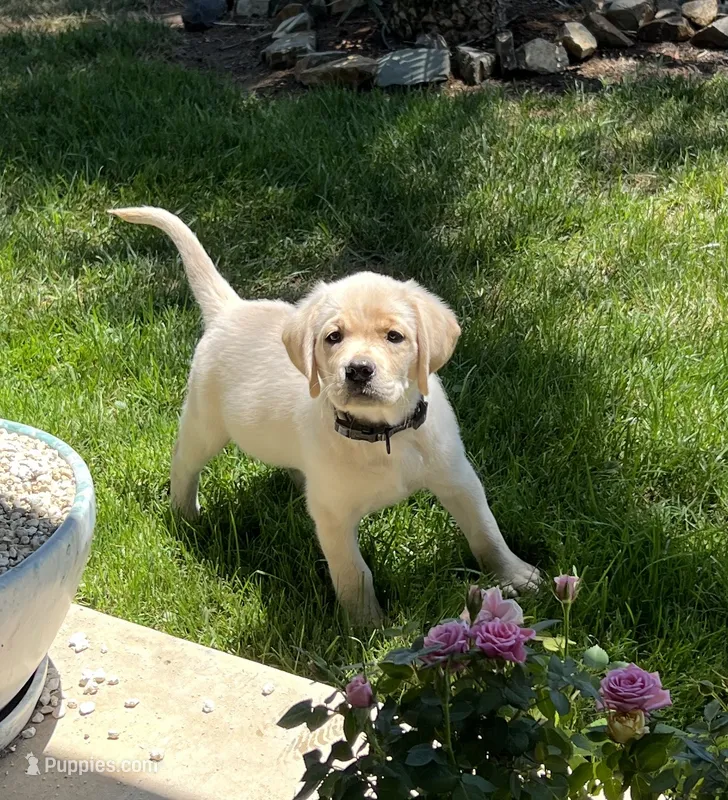 Tucker – Labrador Retriever puppy for sale in Valley Center, CA