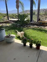 Tucker, a male Labrador Retriever for sale in Valley Center, CA – 3 of 7