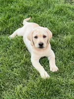 Max, a  Labrador Retriever for sale in Valley Center, CA – 6 of 8