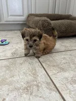 Sweet Maltipoo, a  Maltipoo for sale in Valley Center, CA – Photo 8 of 8