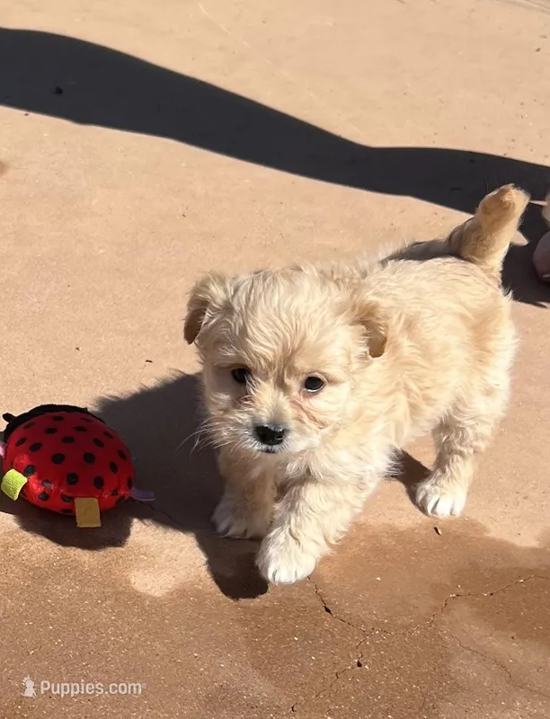 Sweet Maltipoo – Maltipoo puppy for sale in Valley Center, CA
