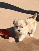 Sweet Maltipoo, a  Maltipoo for sale in Valley Center, CA – Photo 1 of 8