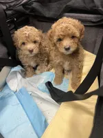 Sweet Maltipoo, a  Maltipoo for sale in Valley Center, CA – Photo 4 of 8