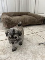 Sweet Maltipoo, a  Maltipoo for sale in Valley Center, CA – Photo 6 of 8