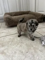 Sweet Maltipoo, a  Maltipoo for sale in Valley Center, CA – Photo 7 of 8