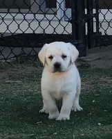Copper, a male Labrador Retriever for sale in Valley Center, CA – 3 of 8