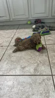 Rex, a male Miniature Labradoodle for sale in Valley Center, CA – 4 of 7