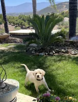 Tucker, a male Labrador Retriever for sale in Valley Center, CA – 6 of 7