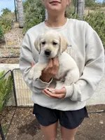 Ranger, a male Labrador Retriever for sale in Valley Center, CA – 3 of 4
