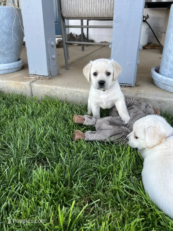 Harley – Labrador Retriever puppy for sale in Valley Center, CA