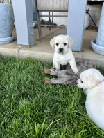 Harley, a male Labrador Retriever for sale in Valley Center, CA – 2 of 10