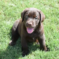 Hank, a  Labrador Retriever for sale in Valley Center, CA – Photo 1 of 4