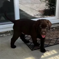 Hank, a  Labrador Retriever for sale in Valley Center, CA – Photo 4 of 4