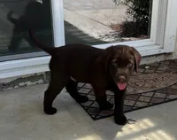 Hank, a  Labrador Retriever for sale in Valley Center, CA – Photo 4 of 4