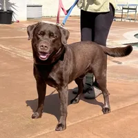 Hank, a  Labrador Retriever for sale in Valley Center, CA – Photo 2 of 4