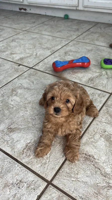 Rex, a male Miniature Labradoodle for sale in Valley Center, CA – 1 of 7