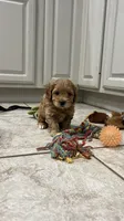 Rex, a male Miniature Labradoodle for sale in Valley Center, CA – 7 of 7