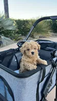 Cooper, a male Maltipoo for sale in Valley Center, CA – 3 of 3