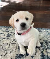 Claire, a  Labrador Retriever for sale in Valley Center, CA – Photo 3 of 7
