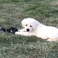 Claire, a  Labrador Retriever for sale in Valley Center, CA – Photo 4 of 7
